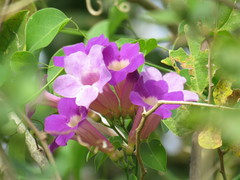 Amphilophium buccinatorium