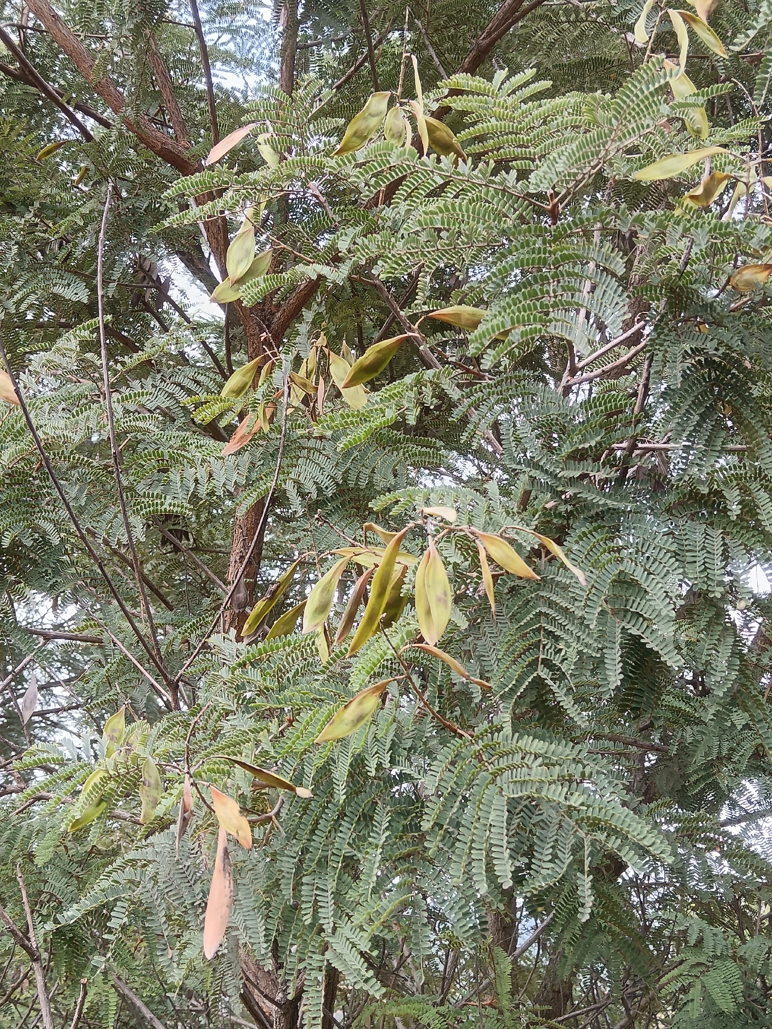 African Wattle (Peltophorum africanum)