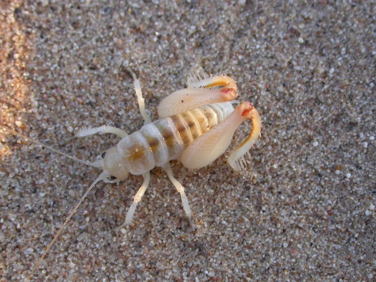 Macrobaenetes