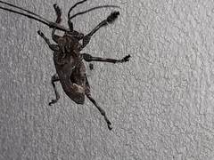 Lagocheirus araneiformis parvulus