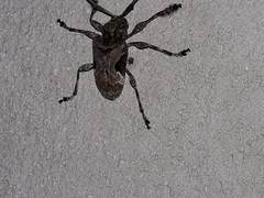 Lagocheirus araneiformis parvulus