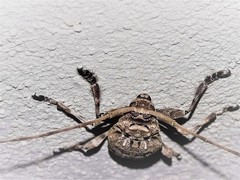 Lagocheirus araneiformis parvulus