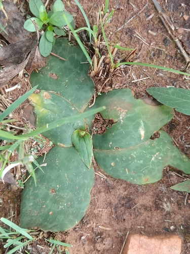 flat-leaved African hyacinth (Ledebouria ovatifolia)