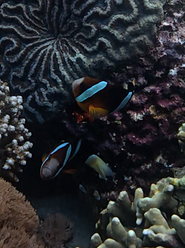 Amphiprion clarkii
