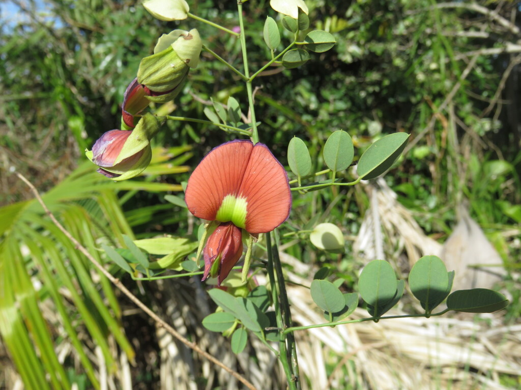 Brongniartia goldmanii