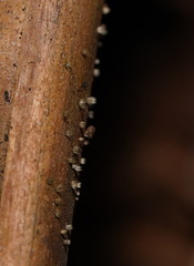 Hispidula dicksoniae