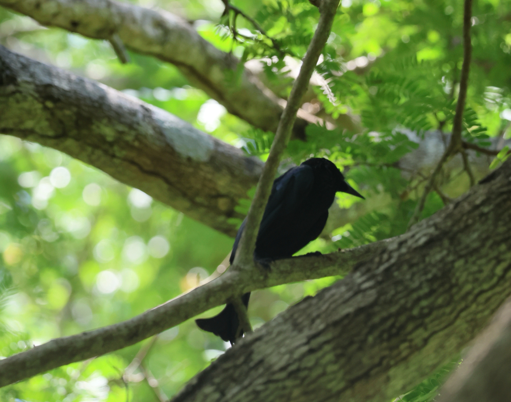 Wallacean Drongo (Dicrurus densus)