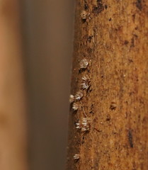 Hispidula dicksoniae