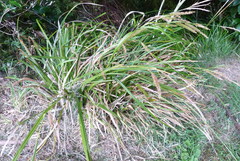 Carex forsteri