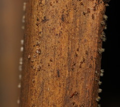 Hispidula dicksoniae