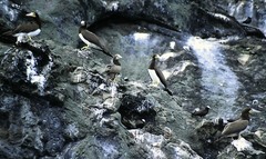 Sula leucogaster leucogaster