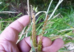 Carex forsteri
