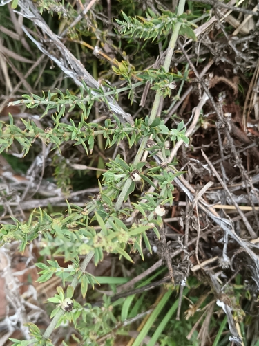 Waxberry Plant (Pollichia campestris)