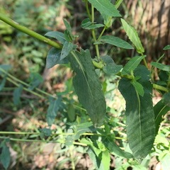 Senecio velleioides
