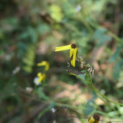 Senecio velleioides