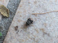 Charagochilus