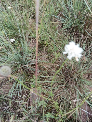 Small Scabious (Scabiosa columbaria)