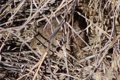 Sigmodon arizonae
