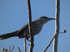 Campylorhynchus yucatanicus