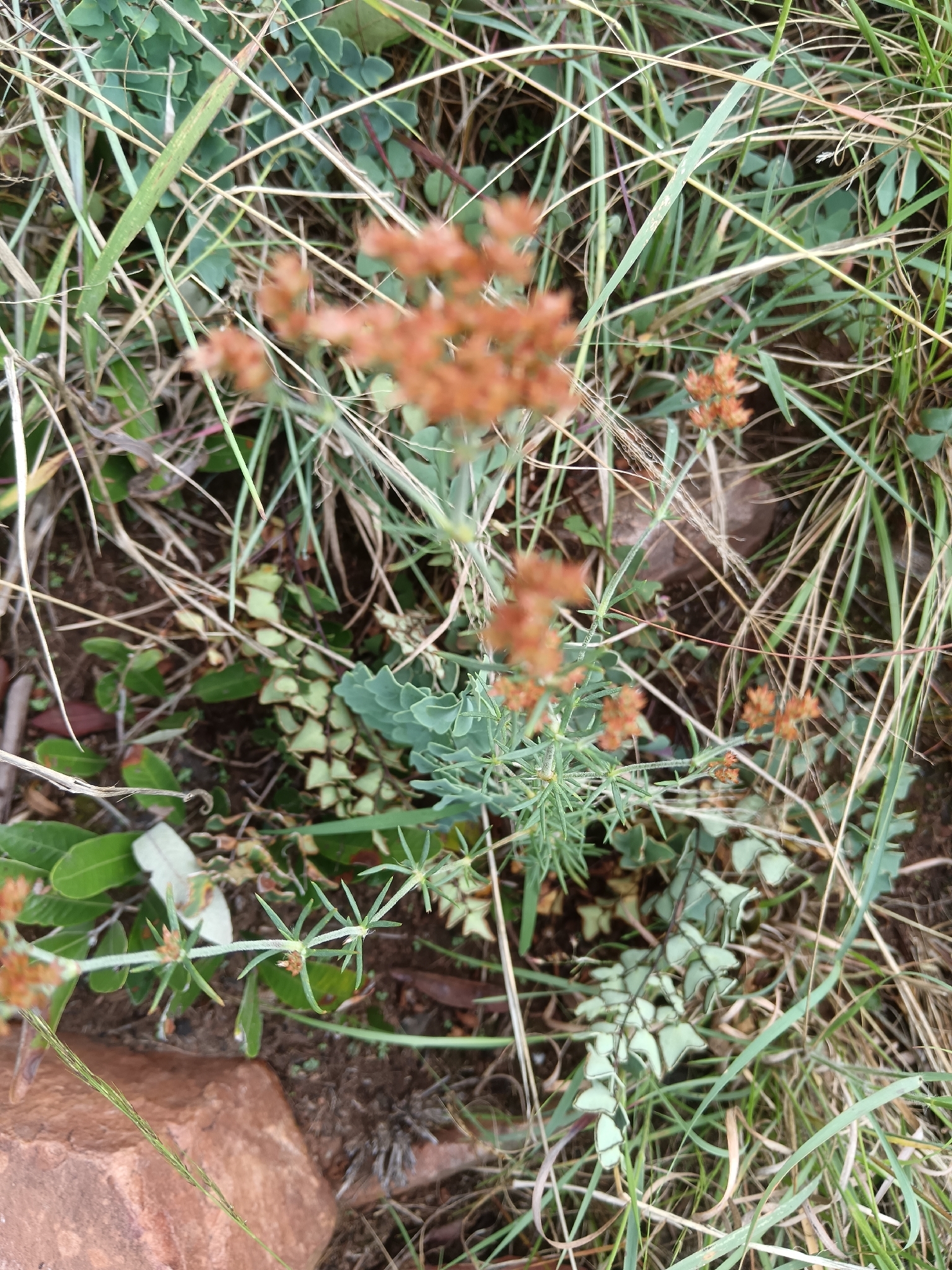 Imagem de Polycarpaea corymbosa