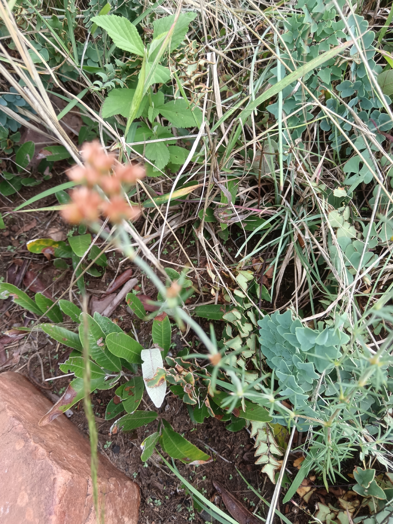 Imagem de Polycarpaea corymbosa
