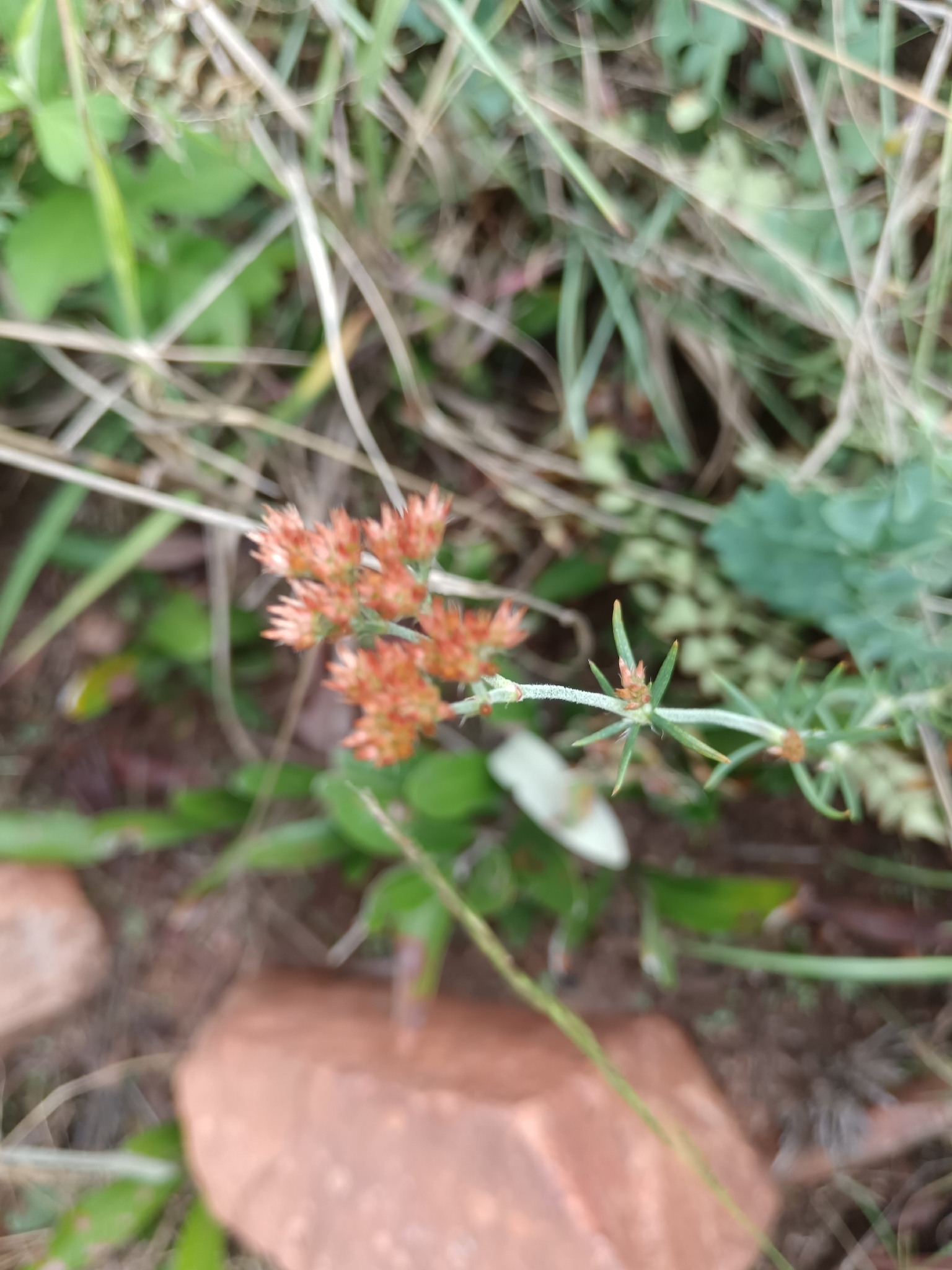 Imagem de Polycarpaea corymbosa