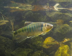 Opsariichthys evolans