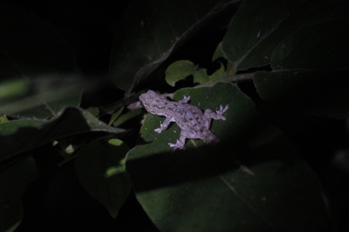 Hemidactylus frenatus
