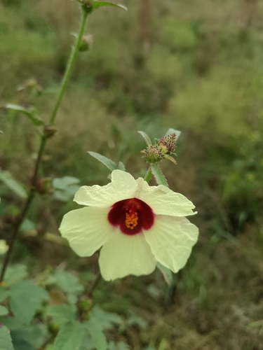 Wild Stockrose (Hibiscus nigricaulis)