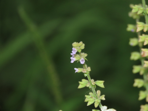 Salvia plebeia (Salvia plebeia)