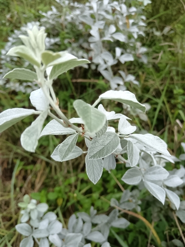 Silver Snoutbean (Rhynchosia nitens)
