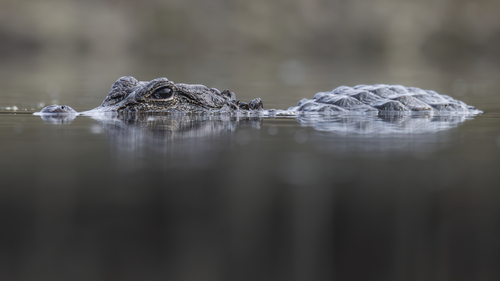 Chinese Alligator