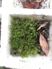 Thuidium peruvianum