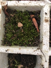 Thuidium peruvianum