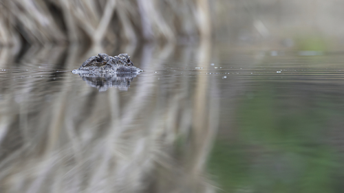 Chinese Alligator