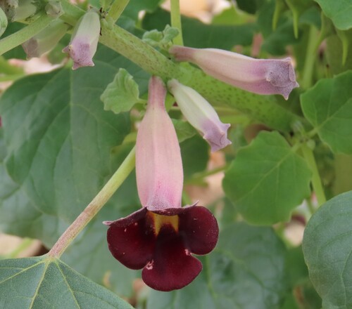 Pink Djirrie (Rogeria adenophylla)