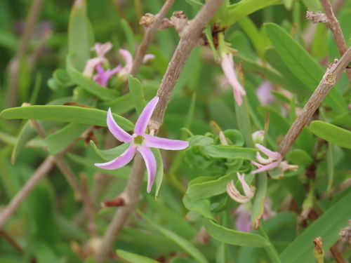 Jackalplant (Cryptolepis decidua)