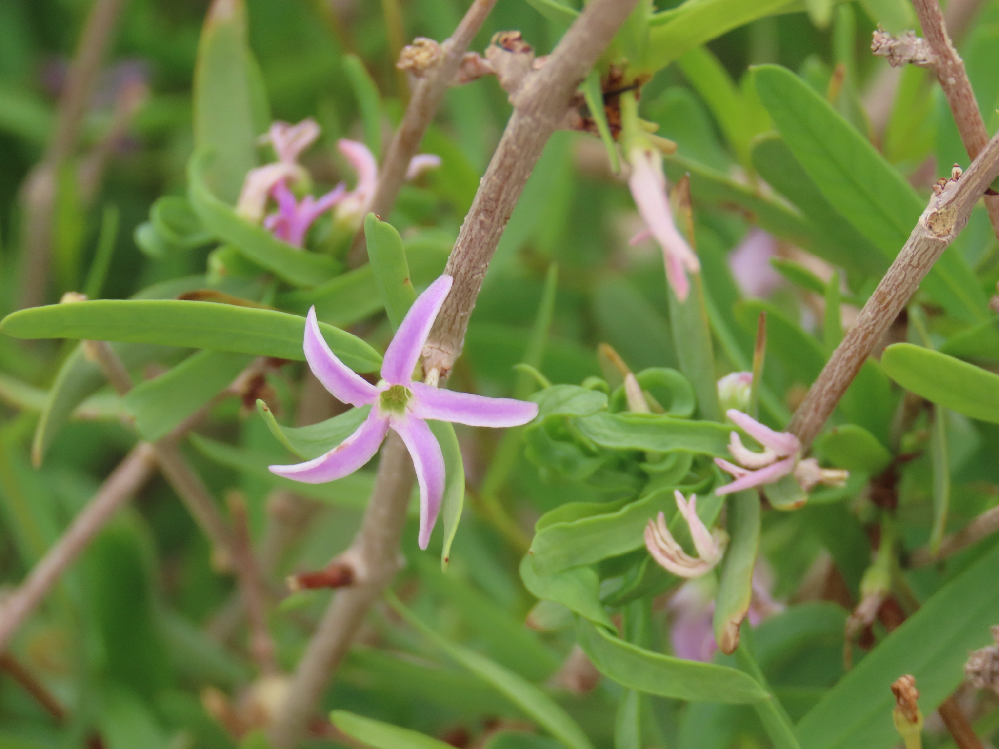 Jackalplant (Cryptolepis decidua)