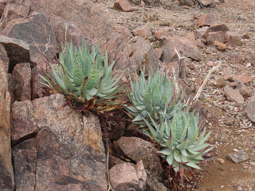 Sand Aloe (Aloe hereroensis)