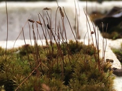 Thuidium peruvianum