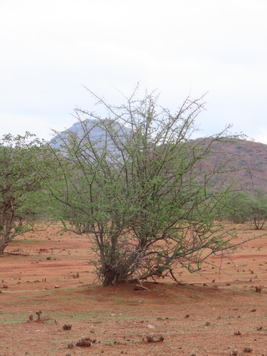 Purplepod clusterleaf (Terminalia prunioides)