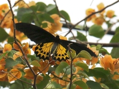 Troides helena cerberus