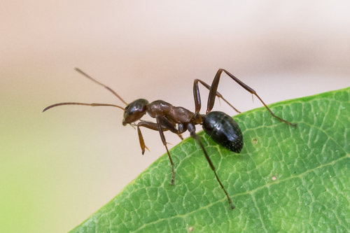Variable Field Ant photo 5
