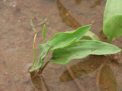 Ophioglossum polyphyllum (Ophioglossum polyphyllum)