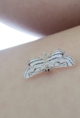 Parapoynx badiusalis