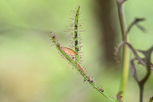 Fork-leaved Sundew (Drosera binata)