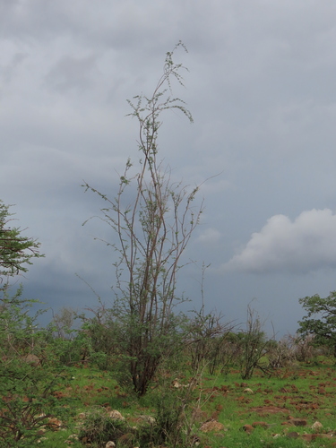 Radio Tree (Senegalia robynsiana)