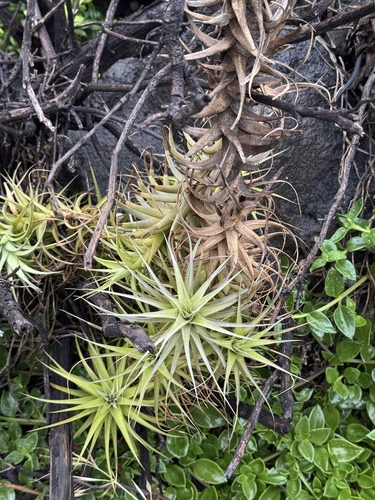 Tillandsia bergeri (Tillandsia bergeri)