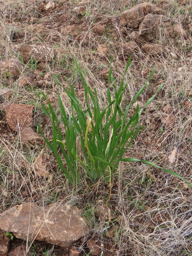 One Day Lily (Pancratium tenuifolium)