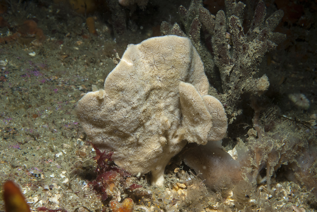 Axinella flustra
